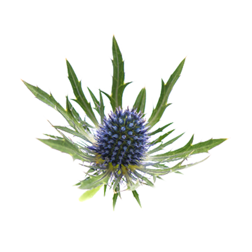 Field eryngo aerial parts