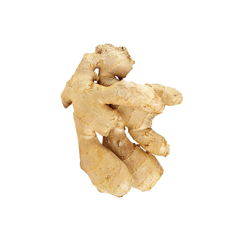 Ginger rhizome