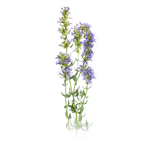 Hyssop aerial parts
